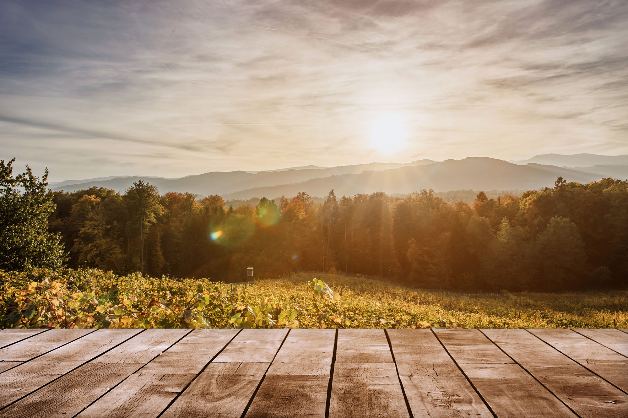 Weingut & Buschenschank Fellner